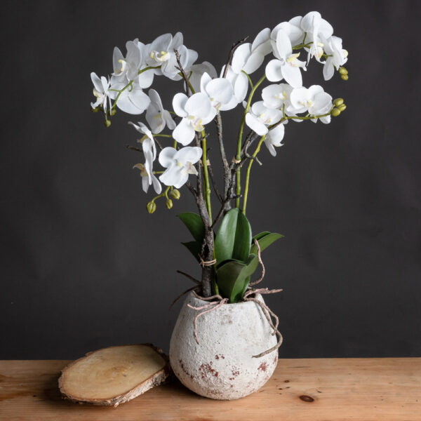 White Orchid In Stone Pot | Fully Assembled