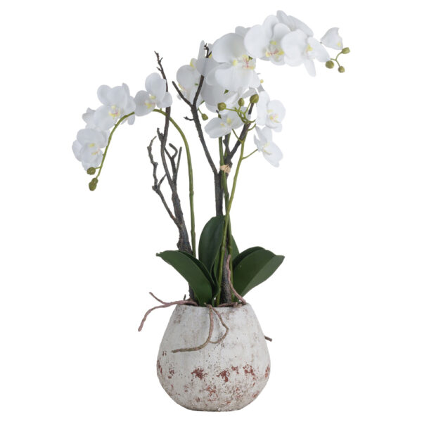 White Orchid In Stone Pot | Fully Assembled