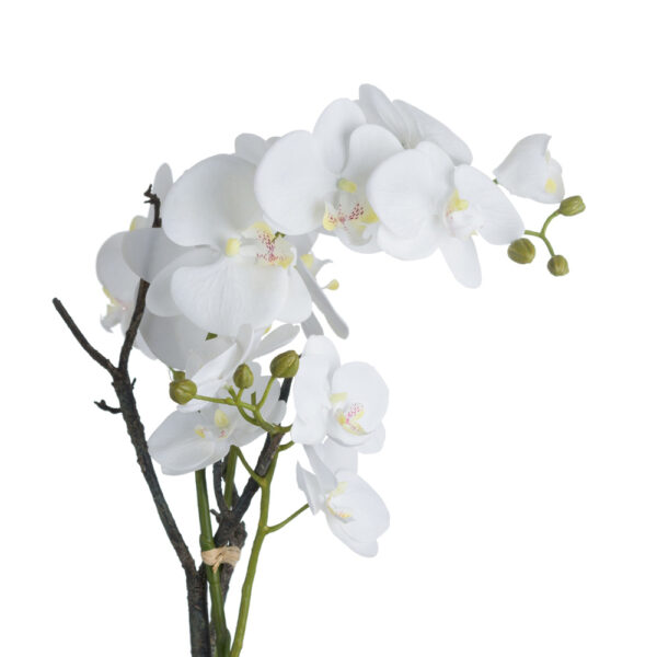White Orchid In Stone Pot | Fully Assembled
