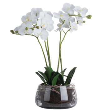 White Orchid In Glass Pot | Assembled