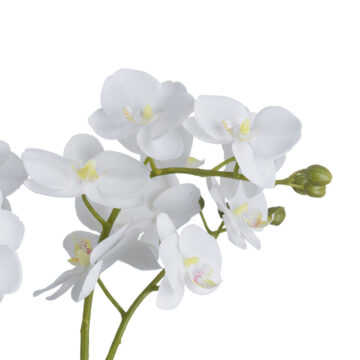 White Orchid In Glass Pot | Assembled