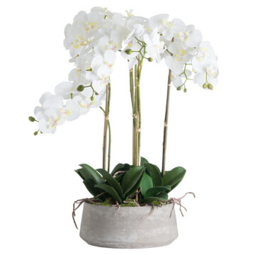Large White Orchid In Stone Pot | Assembled