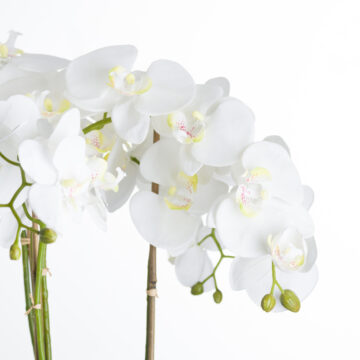 Large White Orchid In Stone Pot | Assembled