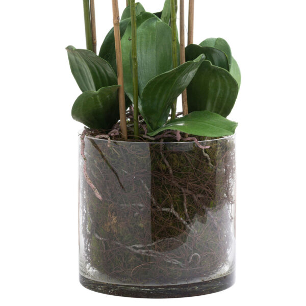 Large White Tall Orchid In Glass Pot | Fully Assembled