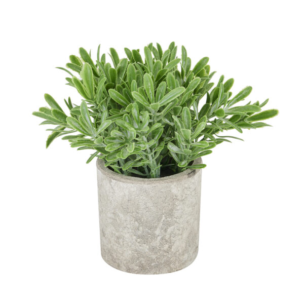 Buxus Plant In Stone Effect Pot | Fully Assembled