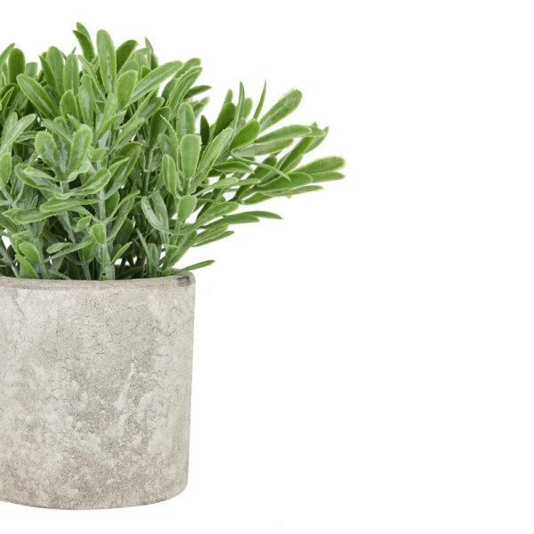 Buxus Plant In Stone Effect Pot | Fully Assembled
