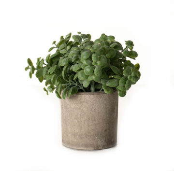 Basil Plant In Stone Effect Pot | Assembled