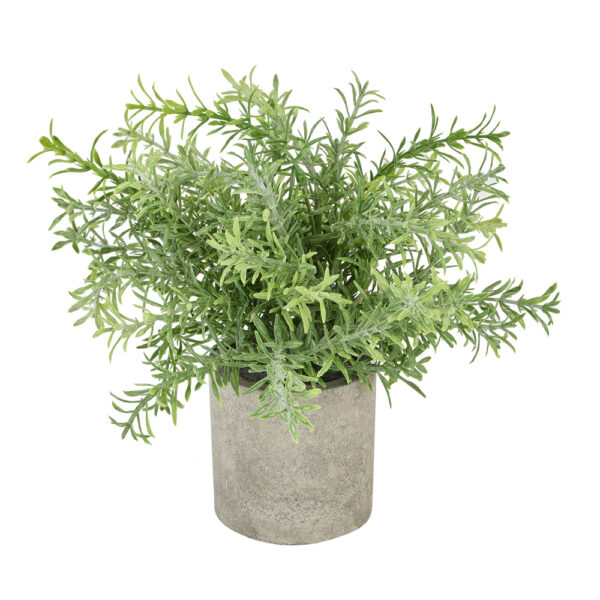 Rosemary Plant In Stone Effect Pot | Fully Assembled