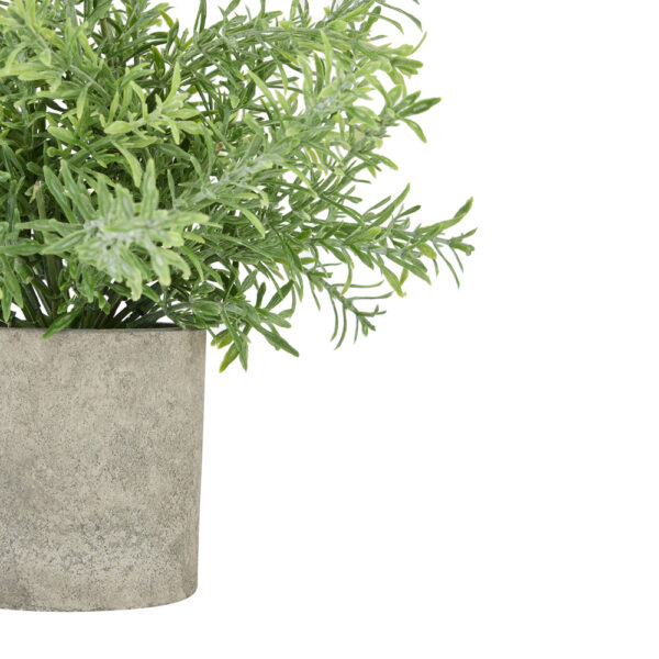 Rosemary Plant In Stone Effect Pot | Fully Assembled