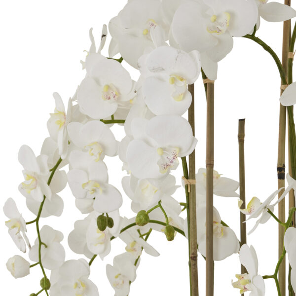 Large White Orchid In Antique Stone Pot | Fully Assembled