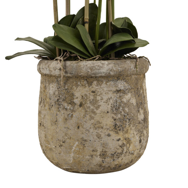 Large White Orchid In Antique Stone Pot | Fully Assembled