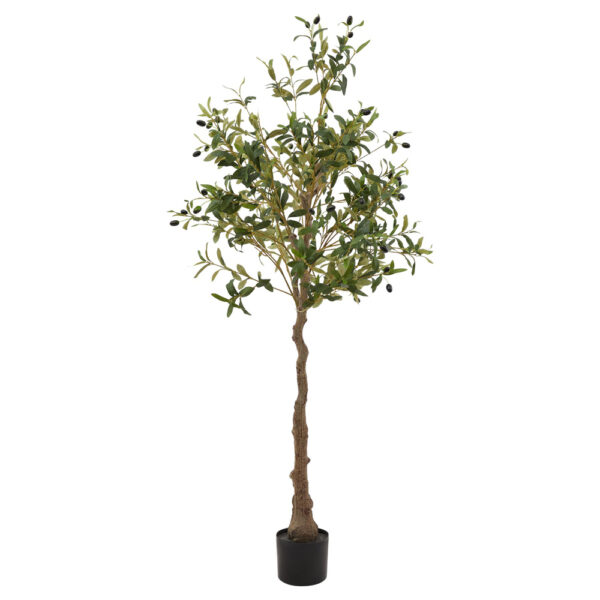 Calabria Olive Tree | Fully Assembled