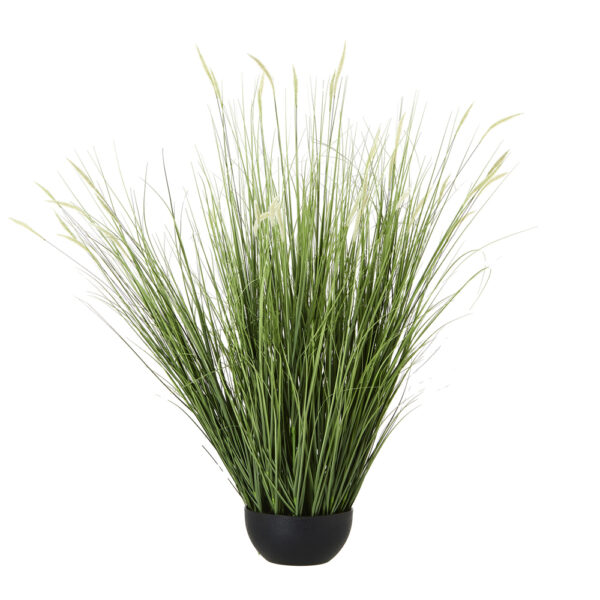 Large Onion Grass Plant In Pot | Fully Assembled