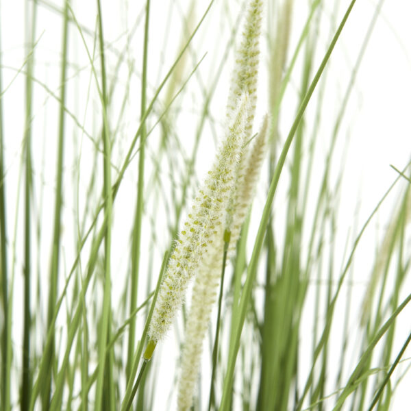 Large Onion Grass Plant In Pot | Fully Assembled