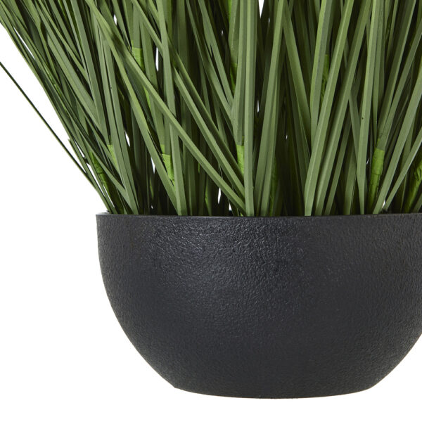 Large Onion Grass Plant In Pot | Fully Assembled