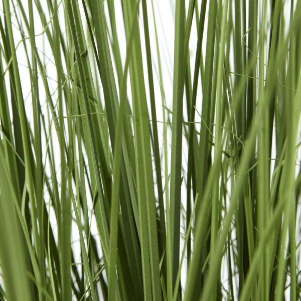 Large Onion Grass Plant In Pot | Fully Assembled