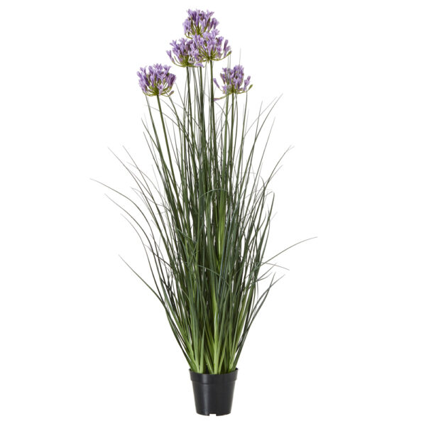 Large Purple Agapanthus Plant In Pot | Fully Assembled