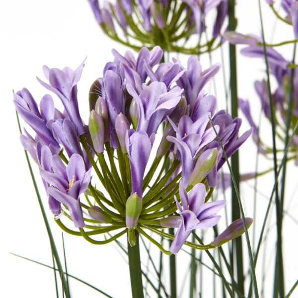 Large Purple Agapanthus Plant In Pot | Fully Assembled