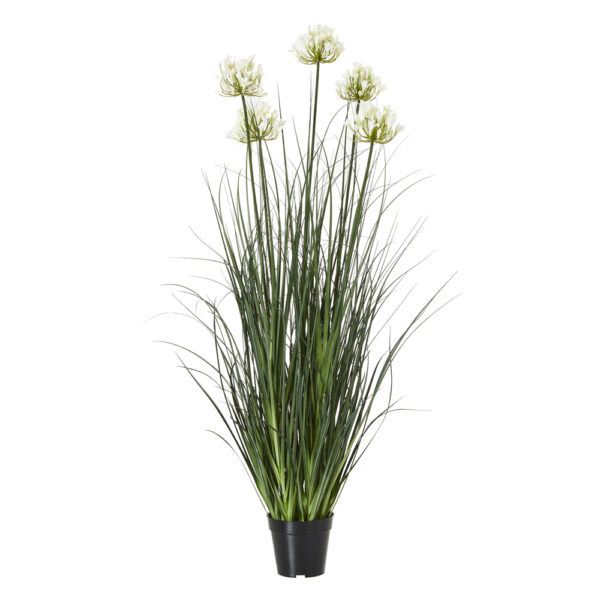 Large White Agapanthus Plant In Pot | Fully Assembled