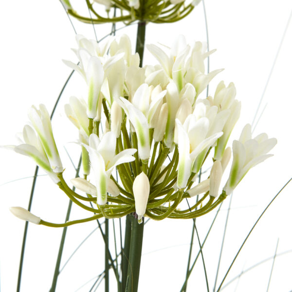 Large White Agapanthus Plant In Pot | Fully Assembled