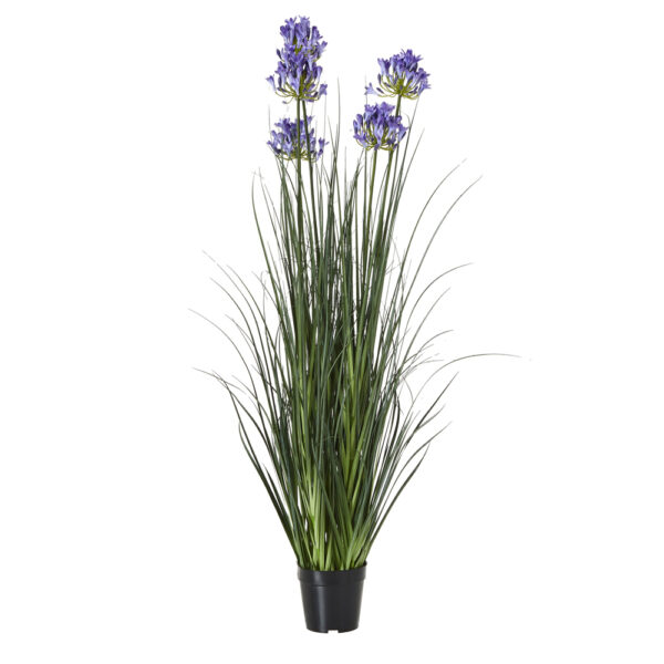 Large Blue Agapanthus Plant In Pot | Fully Assembled