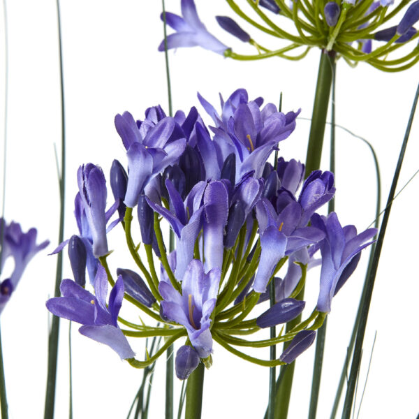 Large Blue Agapanthus Plant In Pot | Fully Assembled