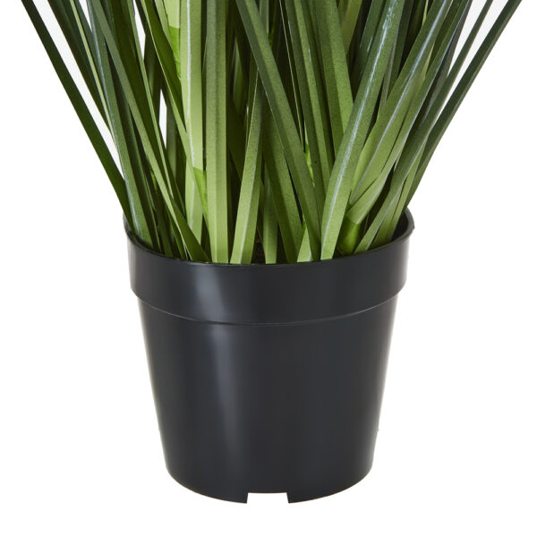 Large Blue Agapanthus Plant In Pot | Fully Assembled