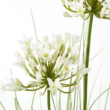 White Agapanthus Plant In Pot | Assembled