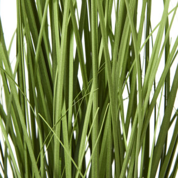 White Agapanthus Plant In Pot | Assembled