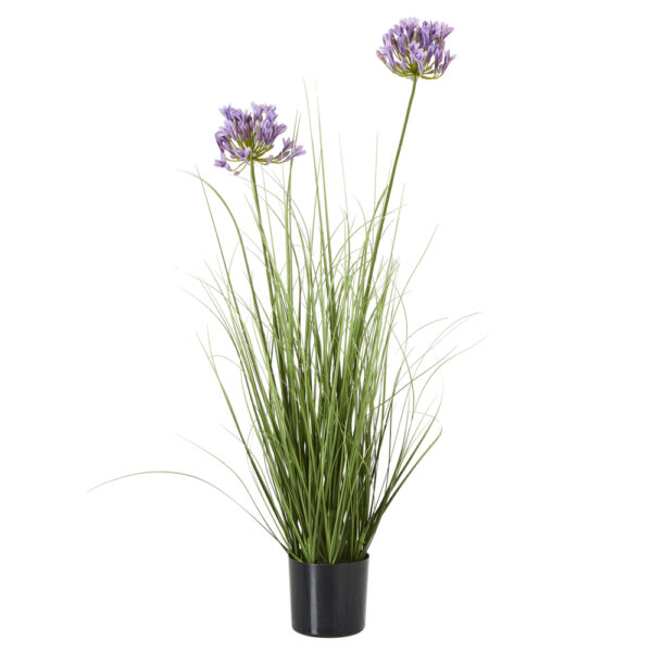 Purple Agapanthus Plant In Pot | Fully Assembled