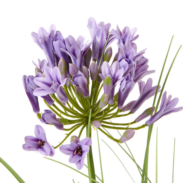 Purple Agapanthus Plant In Pot | Fully Assembled