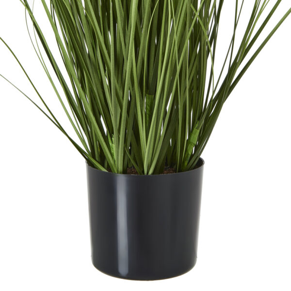 Purple Agapanthus Plant In Pot | Fully Assembled