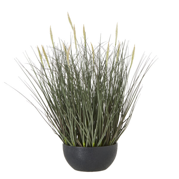 Fountain Grass Plant In Pot | Fully Assembled
