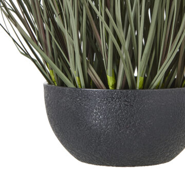 Fountain Grass Plant In Pot | Assembled