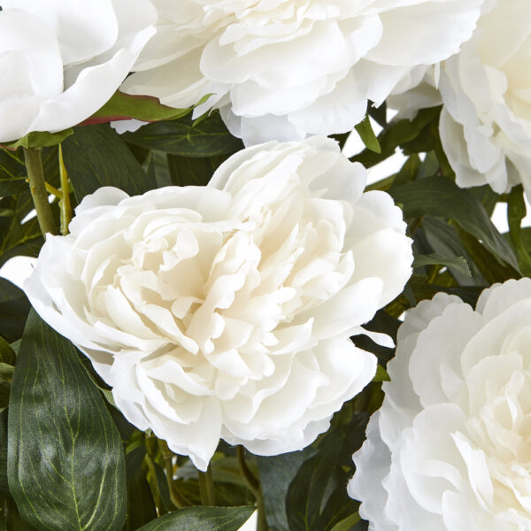 Large White Peony Plant In Pot | Fully Assembled