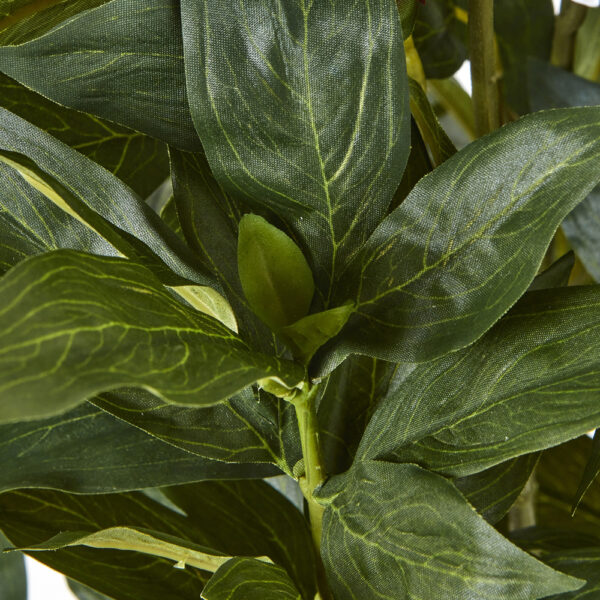 Large White Peony Plant In Pot | Fully Assembled