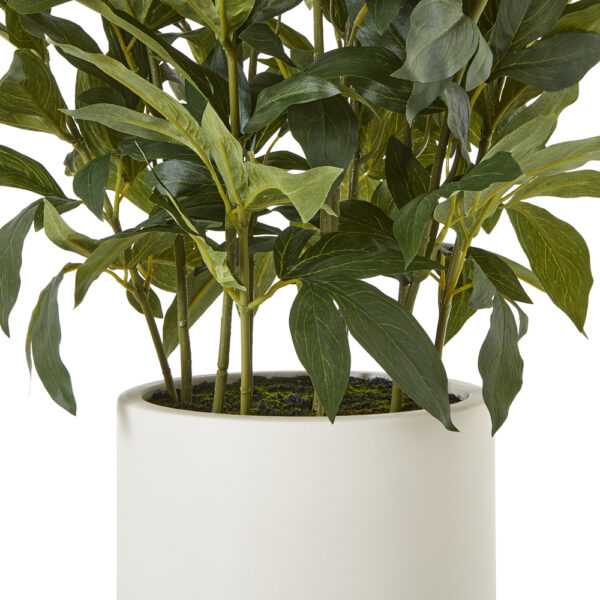 Large White Peony Plant In Pot | Fully Assembled