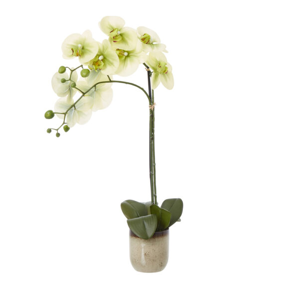 Medium Green Orchid In Ceramic Pot | Fully Assembled