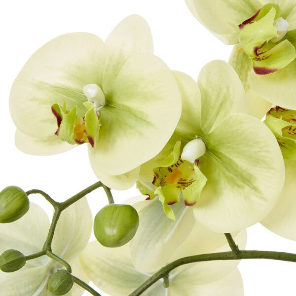 Medium Green Orchid In Ceramic Pot | Fully Assembled