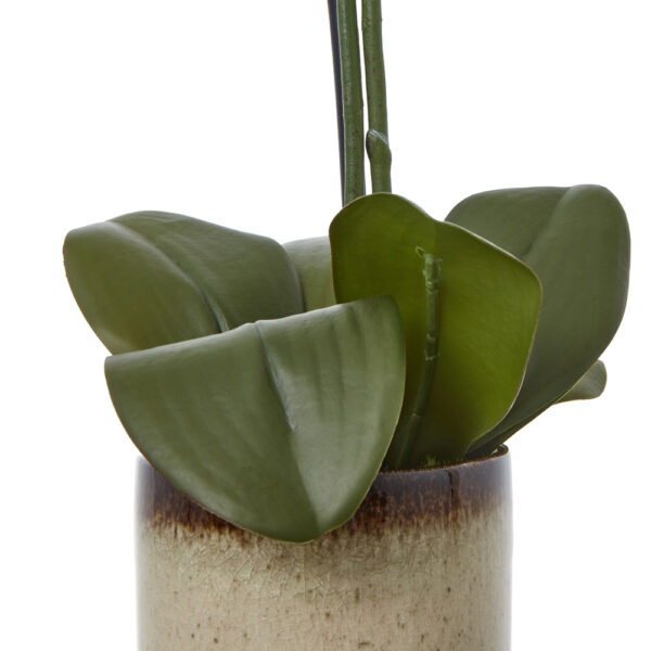Medium Green Orchid In Ceramic Pot | Fully Assembled