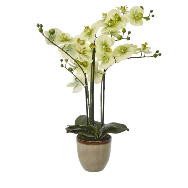 Extra Large Green Orchid In Ceramic Pot | Fully Assembled