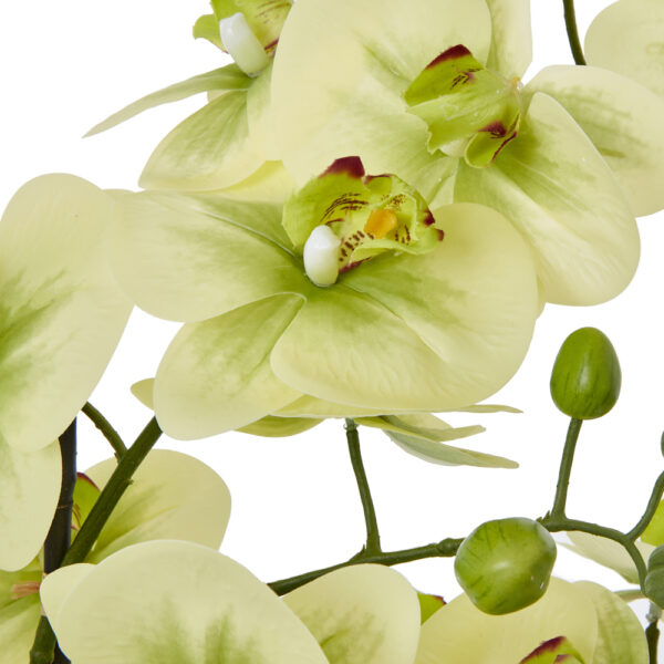 Extra Large Green Orchid In Ceramic Pot | Fully Assembled