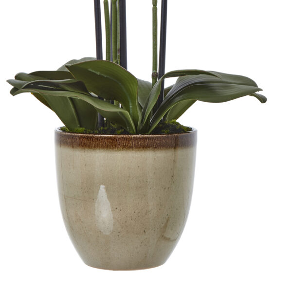 Extra Large Green Orchid In Ceramic Pot | Fully Assembled