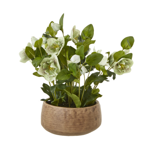 Green Hellebore Plant In Taupe Pot | Fully Assembled