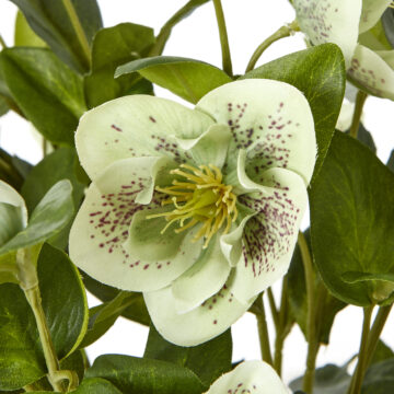 Green Hellebore Plant In Taupe Pot | Assembled