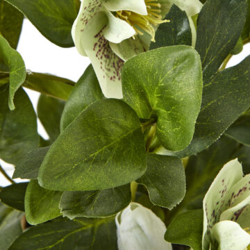Green Hellebore Plant In Taupe Pot | Assembled