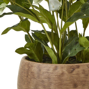 Green Hellebore Plant In Taupe Pot | Assembled
