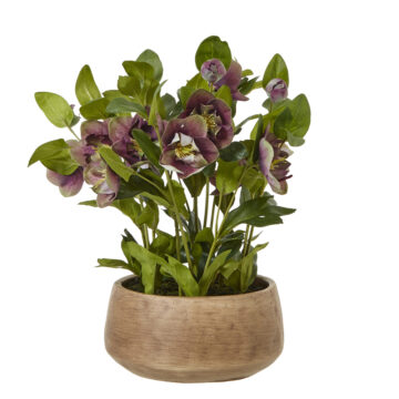 Deep Plum Hellebore Plant In Taupe Pot | Assembled