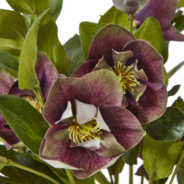 Deep Plum Hellebore Plant In Taupe Pot | Assembled