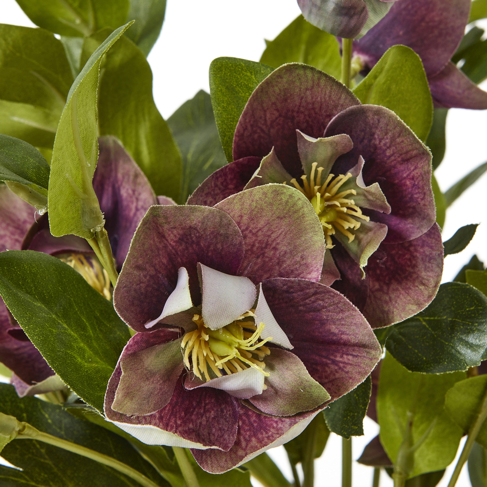 Deep Plum Hellebore Plant In Taupe Pot | Assembled